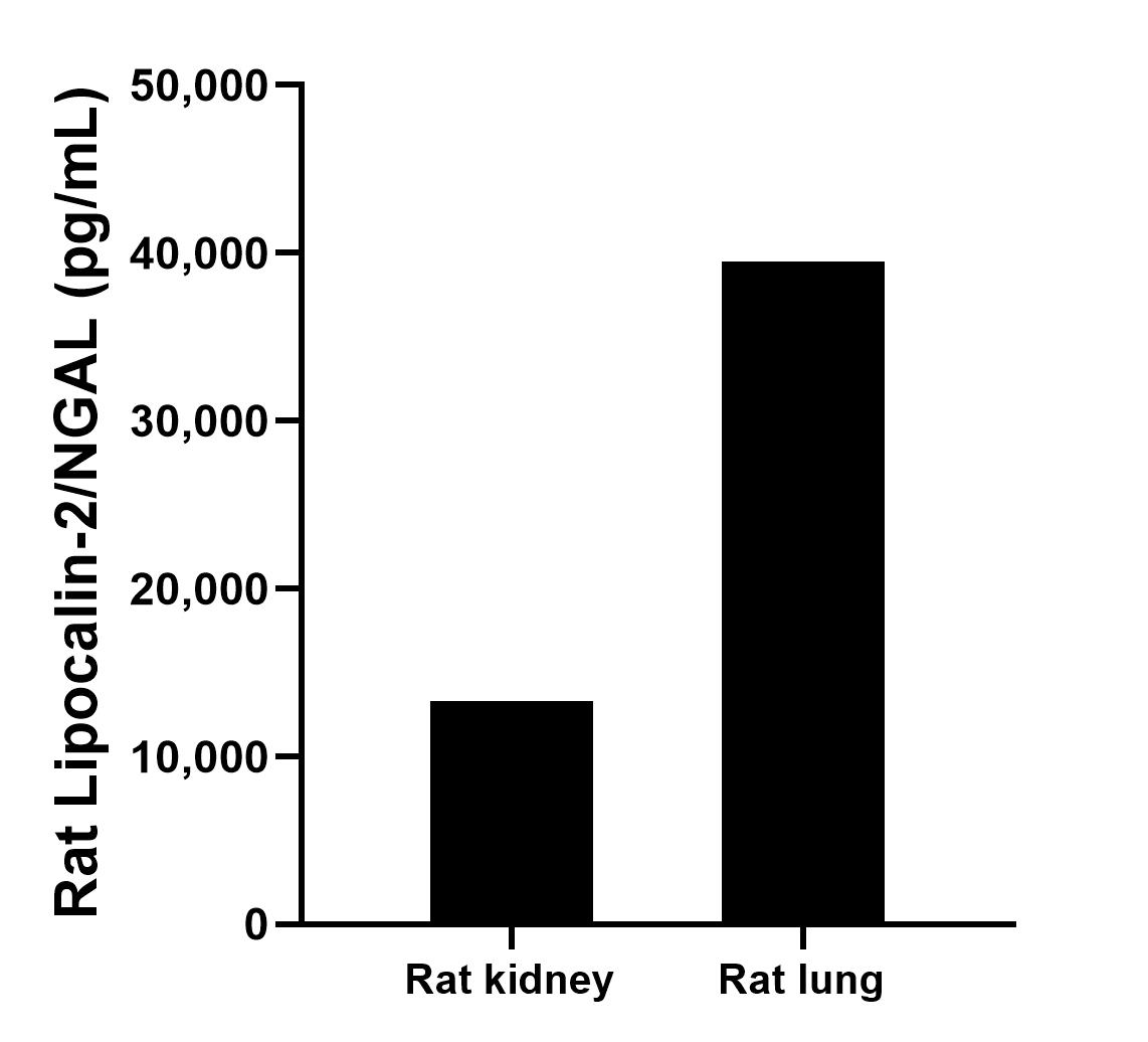 The mean Lipocalin-2/NGAL concentration was determined to be 13,314.6  pg/mL in rat kidney tissue extract based on a 2.0 mg/mL extract load and 39,497.5 pg/mL in rat lung tissue extract based on a 1.0 mg/mL extract load.